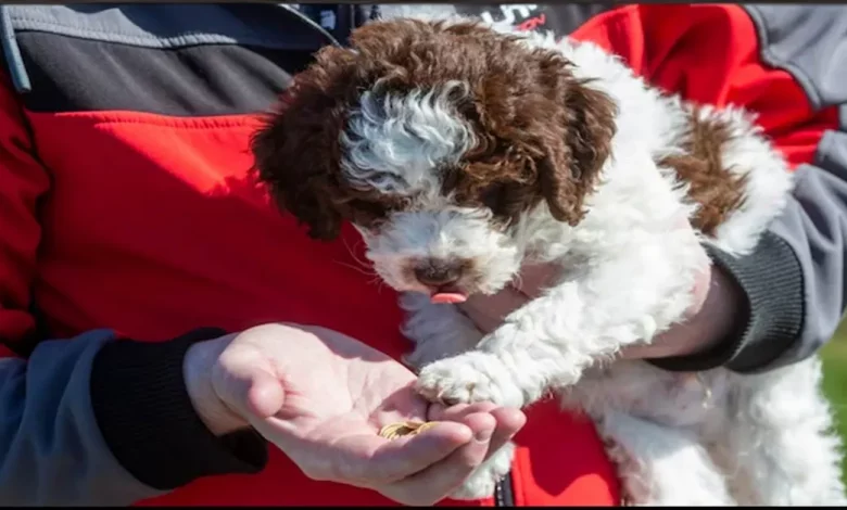 O Novo Cachorrinho da Família é Verdadeiramente de Ouro – Após Desenterrar Moedas Raras no Valor de mil O Novo Cachorrinho da Família é Verdadeiramente de Ouro – Após Desenterrar Moedas Raras no Valor de mil