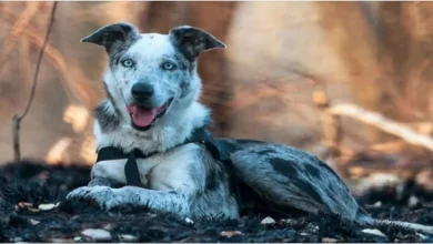 Cão Heróico Recebe Prêmio por Salvar Mais de 100 Coalas dos Incêndios na Austrália
