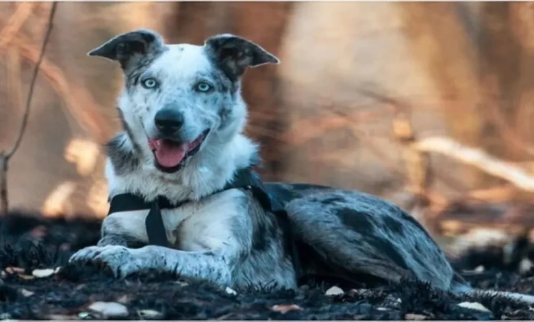 Cão Heróico Recebe Prêmio por Salvar Mais de 100 Coalas dos Incêndios na Austrália Cão Heróico Recebe Prêmio por Salvar Mais de 100 Coalas dos Incêndios na Austrália