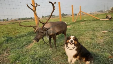 Este Cachorro Sabe Alimentar com Mamadeira, Cuidar de Bebês, Arrumar a Cama e Ajudar na Fazenda