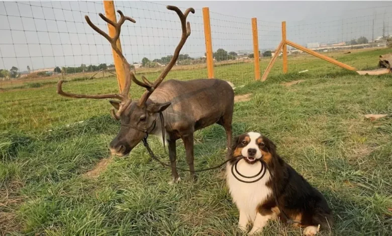 Este Cachorro Sabe Alimentar com Mamadeira, Cuidar de Bebês, Arrumar a Cama e Ajudar na Fazenda Este Cachorro Sabe Alimentar com Mamadeira, Cuidar de Bebês, Arrumar a Cama e Ajudar na Fazenda