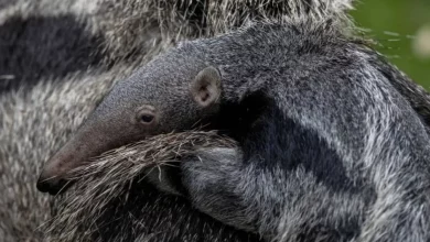 Fotos capturam raro filhote de tamanduá-bandeira nascido em parque do Reino Unido montado nas costas da mãe