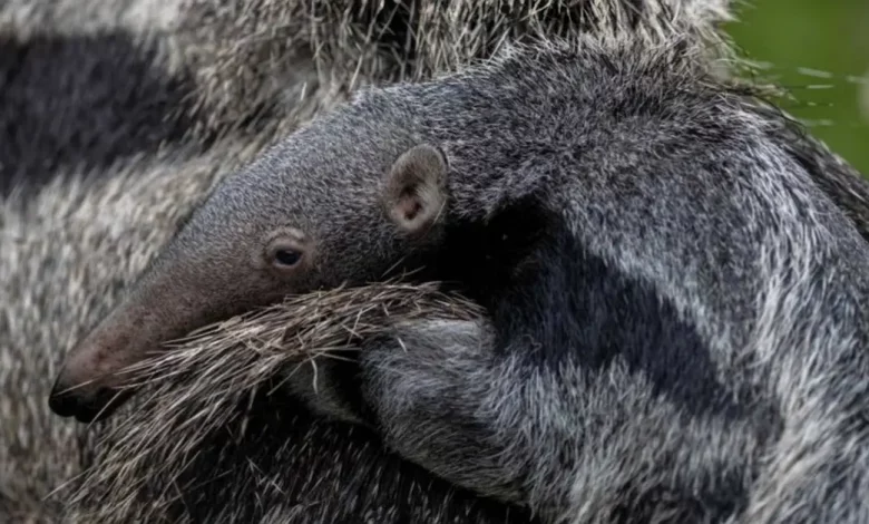Fotos capturam raro filhote de tamanduá-bandeira nascido em parque do Reino Unido montado nas costas da mãe Fotos capturam raro filhote de tamanduá-bandeira nascido em parque do Reino Unido montado nas costas da mãe