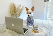 Conheça Bao, o chihuahua com um guarda-roupa de .500 e uma vida luxuosa em hotéis cinco estrelas