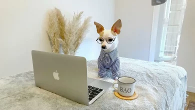 Conheça Bao, o chihuahua com um guarda-roupa de .500 e uma vida luxuosa em hotéis cinco estrelas
