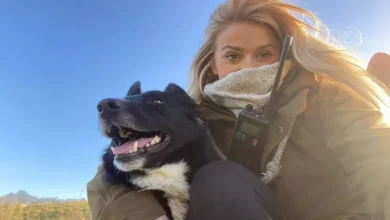 Cão Pastor Continua a Reunir Animais Como um Chefe Apesar de Ter Perdido a Perna Após Acidente