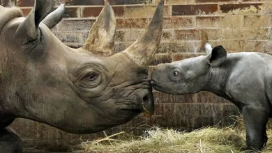 Rinoceronte Bebê em Perigo Nascido em Zoológico Tcheco é Nomeado em Homenagem a Kiev