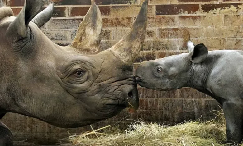 Rinoceronte Bebê em Perigo Nascido em Zoológico Tcheco é Nomeado em Homenagem a Kiev Rinoceronte Bebê em Perigo Nascido em Zoológico Tcheco é Nomeado em Homenagem a Kiev