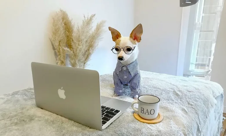 Conheça Bao, o chihuahua com um guarda-roupa de .500 e uma vida luxuosa em hotéis cinco estrelas Conheça Bao, o chihuahua com um guarda-roupa de .500 e uma vida luxuosa em hotéis cinco estrelas