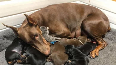 Doberman Cuida de um Pequeno Gatinho Abandonado Junto com Seus Filhotes – As Fotos Adoráveis Derreterão Seu Coração