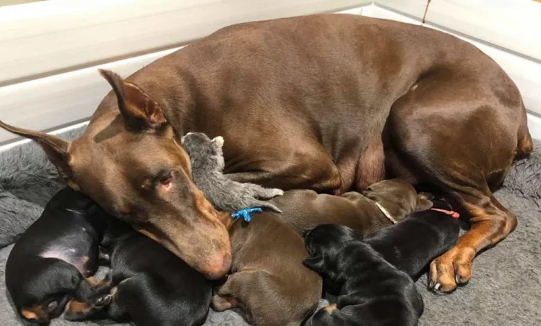Doberman Cuida de um Pequeno Gatinho Abandonado Junto com Seus Filhotes – As Fotos Adoráveis Derreterão Seu Coração Doberman Cuida de um Pequeno Gatinho Abandonado Junto com Seus Filhotes – As Fotos Adoráveis Derreterão Seu Coração