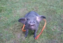 Conheça Pudding, um porco Meishan que se tornou o animal de estimação de sua cuidadora