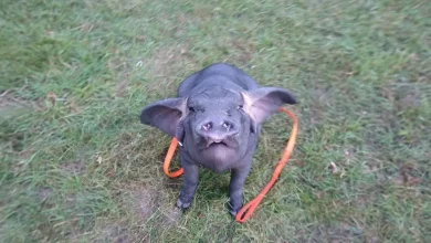 Conheça Pudding, um porco Meishan que se tornou o animal de estimação de sua cuidadora