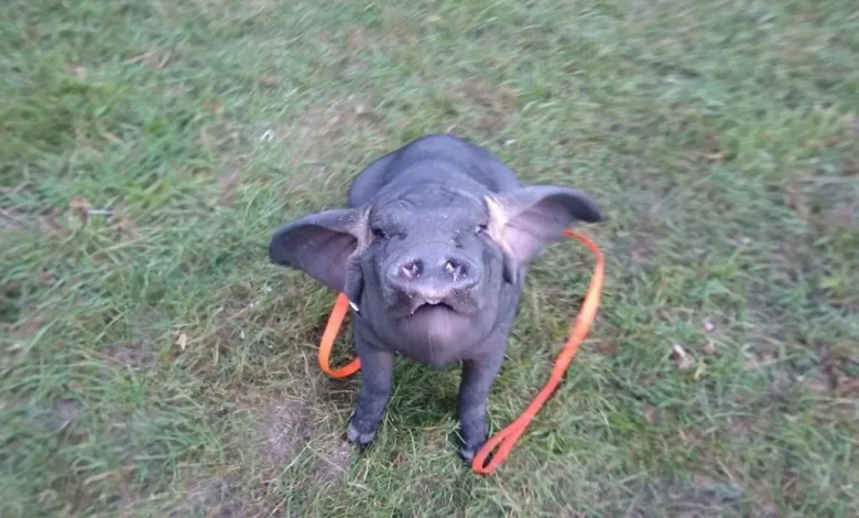 Conheça Pudding, um porco Meishan que se tornou o animal de estimação de sua cuidadora Conheça Pudding, um porco Meishan que se tornou o animal de estimação de sua cuidadora