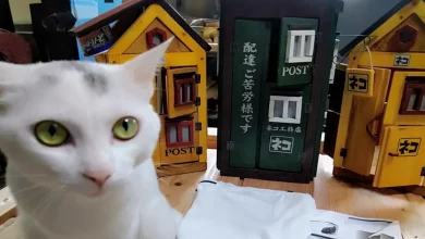 Istambul Melhora a Vida de Milhares de Gatos de Rua com Elaboradas Casas para Gatos ao Ar Livre
