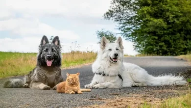Um Gatinho Resgatado Foi Criado por 2 Cães e Acha Que Também É um Cachorro, e É Mais Doce Que Mel!