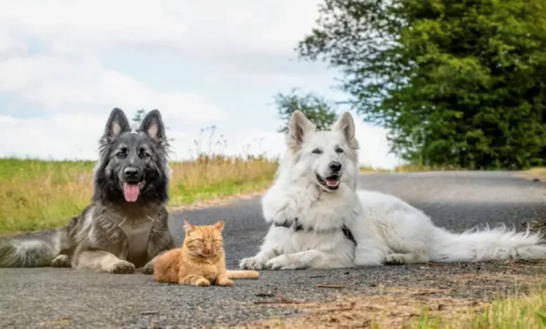 Um Gatinho Resgatado Foi Criado por 2 Cães e Acha Que Também É um Cachorro, e É Mais Doce Que Mel! Um Gatinho Resgatado Foi Criado por 2 Cães e Acha Que Também É um Cachorro, e É Mais Doce Que Mel!