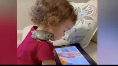 Criança Faz Amizade Com Sapo: Eles Comem Juntos, Assistem TV e Passeiam