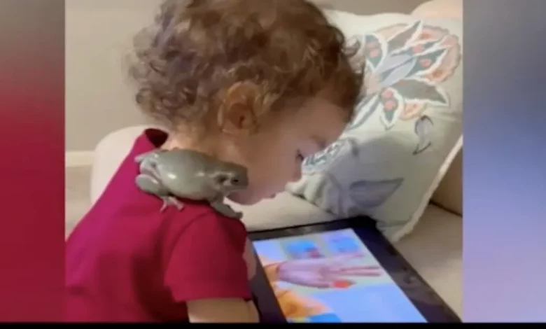 Criança Faz Amizade Com Sapo: Eles Comem Juntos, Assistem TV e Passeiam Criança Faz Amizade Com Sapo: Eles Comem Juntos, Assistem TV e Passeiam