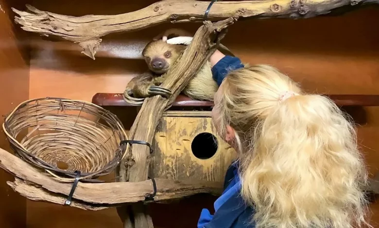 Bicho-preguiça é Amigo de Cuidador e Não Sai da Cama Até Receber Carinho pela Manhã Bicho-preguiça é Amigo de Cuidador e Não Sai da Cama Até Receber Carinho pela Manhã