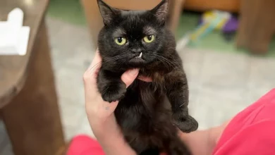 Uma clínica veterinária que adotou este gato preto percebeu que ele não cresceria muito devido ao nanismo