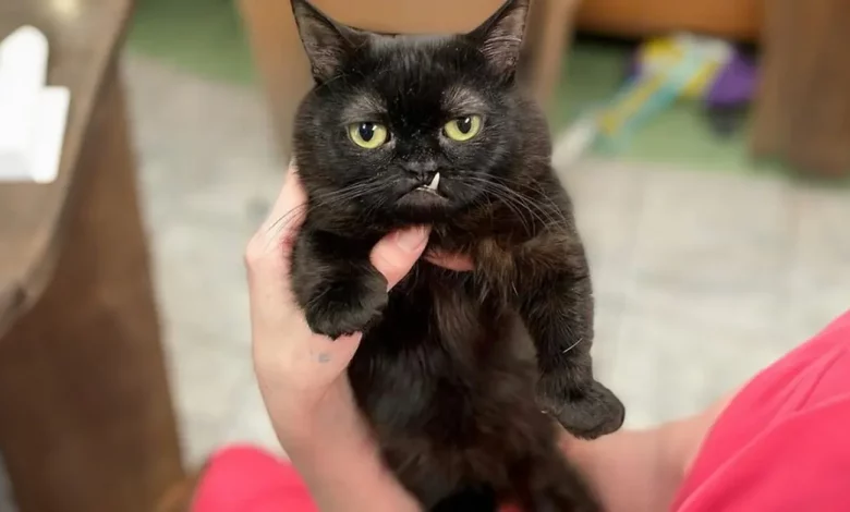 Uma clínica veterinária que adotou este gato preto percebeu que ele não cresceria muito devido ao nanismo Uma clínica veterinária que adotou este gato preto percebeu que ele não cresceria muito devido ao nanismo