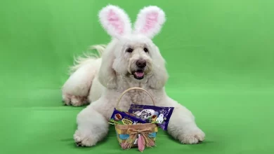 O Mais Novo Coelho da Cadbury é… um Cão de Terapia chamado Annie Rose!