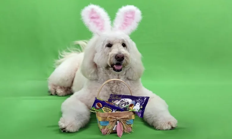 O Mais Novo Coelho da Cadbury é… um Cão de Terapia chamado Annie Rose! O Mais Novo Coelho da Cadbury é… um Cão de Terapia chamado Annie Rose!