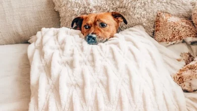 Conheça Marvin, o gato que consola seu amigo cachorro com medo de tempestades