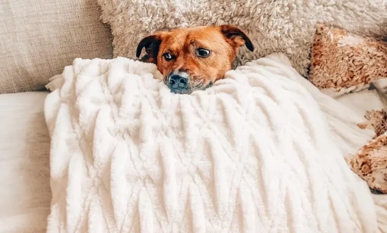 Conheça Marvin, o gato que consola seu amigo cachorro com medo de tempestades Conheça Marvin, o gato que consola seu amigo cachorro com medo de tempestades