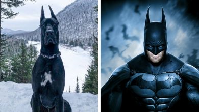 Um Cachorro Que se Parece com o Batman se Torna uma Celebridade na Internet e Parece que Gotham Está em Boas Patas