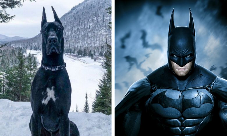 Um Cachorro Que se Parece com o Batman se Torna uma Celebridade na Internet e Parece que Gotham Está em Boas Patas Um Cachorro Que se Parece com o Batman se Torna uma Celebridade na Internet e Parece que Gotham Está em Boas Patas