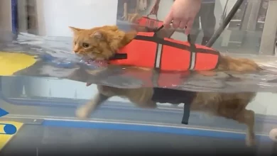 Um gato querido chamado Artie, desaparecido por 12 anos, finalmente se reúne com sua família