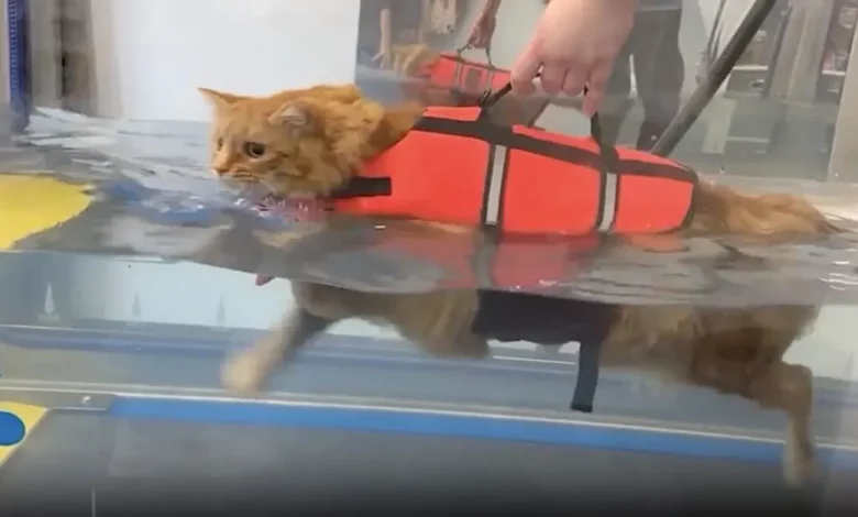 Um gato querido chamado Artie, desaparecido por 12 anos, finalmente se reúne com sua família Um gato querido chamado Artie, desaparecido por 12 anos, finalmente se reúne com sua família