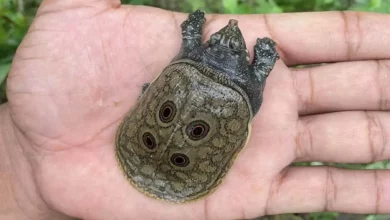 Primeiro Registro de Nascimento de Filhotes de Tartarugas-Pavão Birmanesas em Perigo Crítico