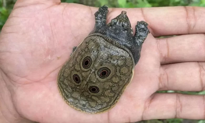 Primeiro Registro de Nascimento de Filhotes de Tartarugas-Pavão Birmanesas em Perigo Crítico Primeiro Registro de Nascimento de Filhotes de Tartarugas-Pavão Birmanesas em Perigo Crítico