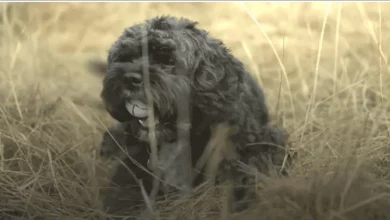 Fofo Cachorro Andando Pelo Campo de Golfe Já Coletou 6.000 Bolas Perdidas, Que São Doadas para Instituições de Caridade