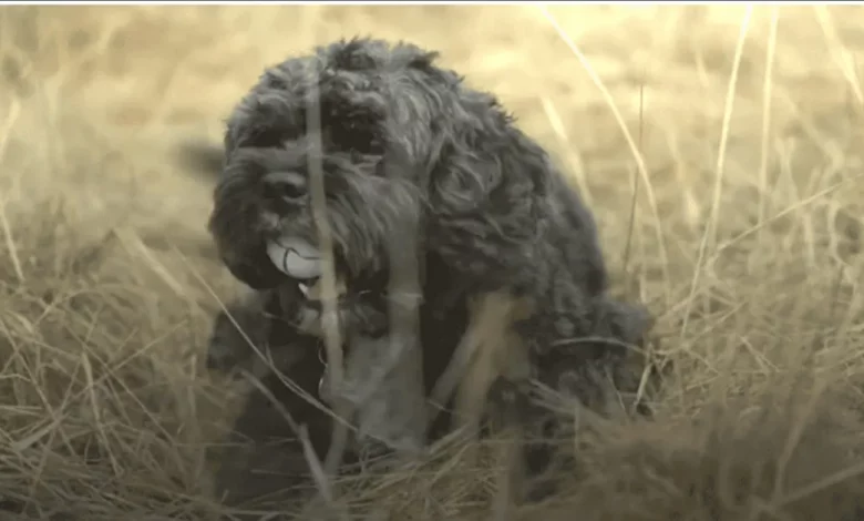 Fofo Cachorro Andando Pelo Campo de Golfe Já Coletou 6.000 Bolas Perdidas, Que São Doadas para Instituições de Caridade Fofo Cachorro Andando Pelo Campo de Golfe Já Coletou 6.000 Bolas Perdidas, Que São Doadas para Instituições de Caridade