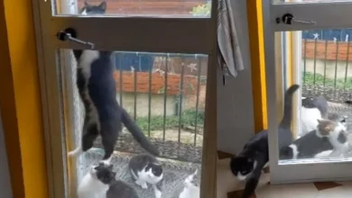 Gatinho Esperto Balança na Maçaneta para Abrir Porta para Todos os Seus Amigos