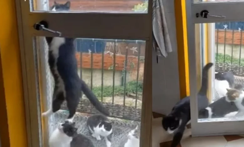 Gatinho Esperto Balança na Maçaneta para Abrir Porta para Todos os Seus Amigos Gatinho Esperto Balança na Maçaneta para Abrir Porta para Todos os Seus Amigos