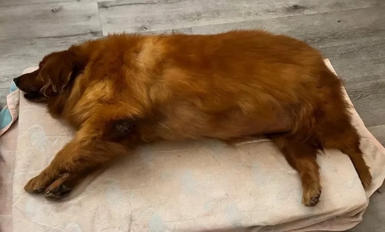 Estudante de Veterinária Leva Golden Retriever Negligenciado em Jornada de Perda de Peso, Milhares Acompanham no Insta Estudante de Veterinária Leva Golden Retriever Negligenciado em Jornada de Perda de Peso, Milhares Acompanham no Insta