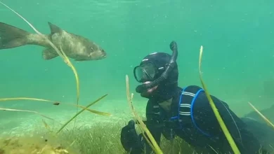 Homem Faz Amizade com um Peixe e a Dupla ‘Se Encontra’ Todo Verão no Mesmo Lago em Wisconsin