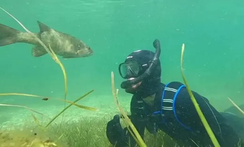 Homem Faz Amizade com um Peixe e a Dupla ‘Se Encontra’ Todo Verão no Mesmo Lago em Wisconsin Homem Faz Amizade com um Peixe e a Dupla ‘Se Encontra’ Todo Verão no Mesmo Lago em Wisconsin