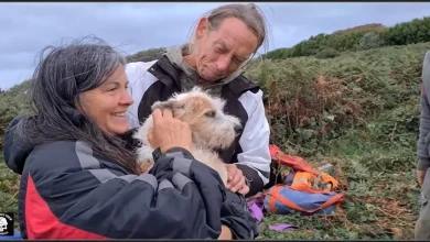 Assista ao Momento em que um Cachorro é Resgatado por Voluntários Após Ficar 26 Horas Preso em um Antigo Poço de Mina