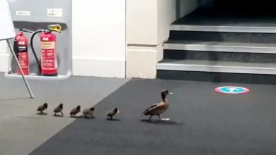 Filmagem Encantadora Mostra Família de Patos Sendo ‘Conduzida’ para Fora da Biblioteca Após Entrarem da Rua
