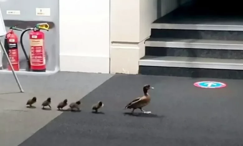 Filmagem Encantadora Mostra Família de Patos Sendo ‘Conduzida’ para Fora da Biblioteca Após Entrarem da Rua Filmagem Encantadora Mostra Família de Patos Sendo ‘Conduzida’ para Fora da Biblioteca Após Entrarem da Rua