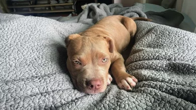 Pit Bull cheia de alegria ao finalmente ter amigos para brincar depois de ser evitada por outros cães