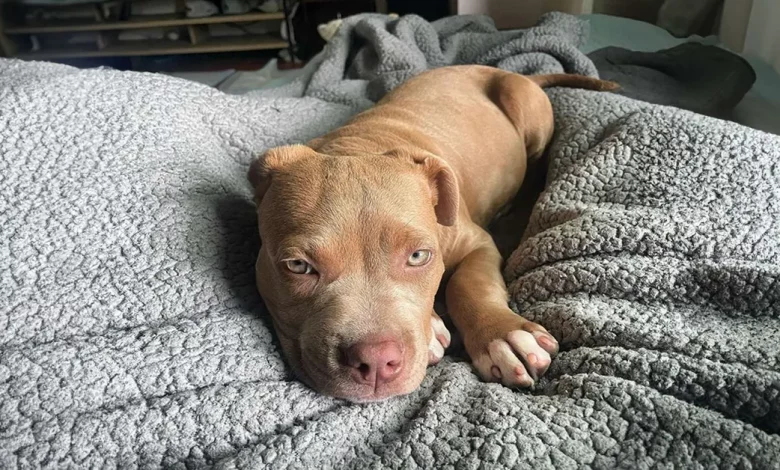 Pit Bull cheia de alegria ao finalmente ter amigos para brincar depois de ser evitada por outros cães Pit Bull cheia de alegria ao finalmente ter amigos para brincar depois de ser evitada por outros cães
