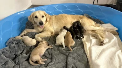 Esta Golden Retriever Está Amamentando 3 Filhotes de Cães Africanos Pintados no Zoológico de Indiana Após a Mãe Abandoná-los