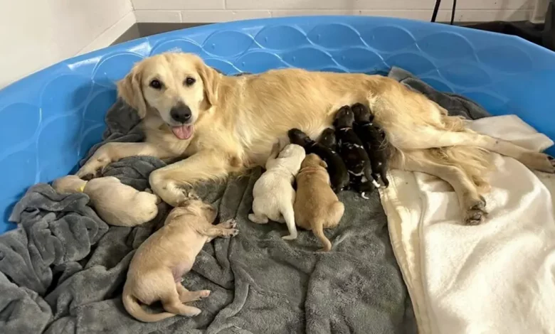 Esta Golden Retriever Está Amamentando 3 Filhotes de Cães Africanos Pintados no Zoológico de Indiana Após a Mãe Abandoná-los Esta Golden Retriever Está Amamentando 3 Filhotes de Cães Africanos Pintados no Zoológico de Indiana Após a Mãe Abandoná-los